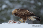 Concentrate, Golden Eagle, lunch - #EG019