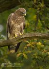 Common Buzzard - #RA018