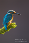 Portrait of a male Kingfisher - #KF041