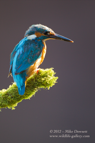 Male Kingfisher that is molting - #KF089