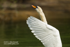 Mute Swan - #WB003