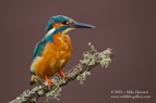 Male Kingfisher that is molting - #KF086