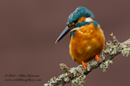 Male Kingfisher that is molting - #KF088