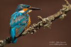 Male Kingfisher that is molting - #KF087