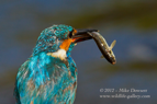 Molting Kingfisher with a fish - #KF090