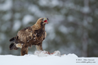 Blood, Golden Eagle in the Finnish snow - #EG018