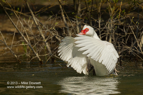 Female Muscovy Duck wing flap - #WB002