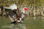 Male Muscovy Duck wing flap - #WB004