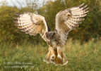 Eagle Owl landing - #OW013