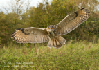 European Eagle Owl in flight - #OW010