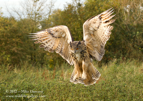 European Eagle Owl in flight - #OW006