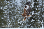 CAMOUFLAGE, Golden Eagle - #EG017