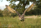Screaming Eagle Owl in flight - #OW004
