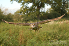 European Eagle Owl - #OW014