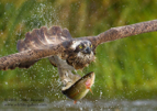 The power preditor 'Osprey' with a fish - #OS003