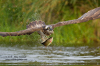 An Osprey with a trout from a Scottish Loch - #OS030