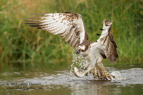 Scottish Osprey with a trout - #OS002