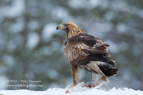 IMPERIOUS, Golden Eagle - #EG016