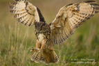 Eagle Owl talons - #OW015