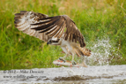 Osprey powering away from the loch with a fish - #OS018