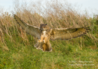 Eagle Owl in flight - #OW016