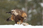 Hold Firmly, Golden Eagle - #EG015