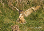 Eagle Owl landing - #OW011