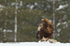Snowing, Golden Eagle - #EG014