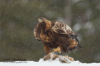 STAMP, Golden Eagle with fox - #EG013