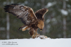 Standing Tall, Golden Eagle - #EG012