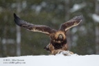 Golden Eagle - #EG011