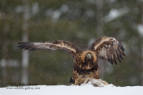 Big Golden Eagle in snow - #EG010