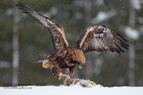 STOMP, Golden Eagle with prey - #EG002