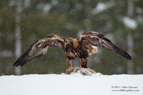 Golden Eagle in the snow - #EG009