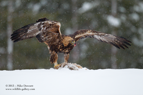 No Fear, the Golden Eagle - #EG008