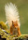 Who me ? Red Squirrel close-up - #WL035