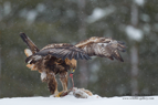 Golden Eagle in the Finnish snow - #EG007