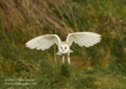 Barn Owl in flight - #OW012