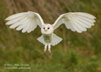 Barn Owl in Flight - #OW003