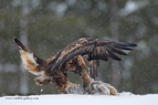 Finnish Golden Eagle - #EG006