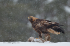 MINE, a Golden Eagle guarding the fox - #EG005