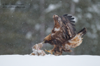 TWANG, Golden Eagle tearing flesh - #EG004