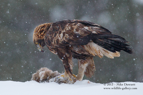 Golden Eagle in snow - #EG003