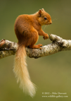 My best Red Squirrel - #WL034
