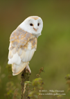 Barn Owl on perch - #OW017