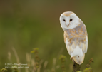 Barn Owl Book Cover - #OW005