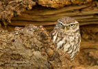 Little Owl - #OW018