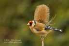 Goldfinch on a teasel - #GB024