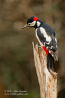 GSW, Great Spotted Woodpecker - #GB034