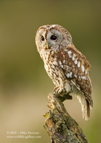 Tawny Owl posing - #OW007